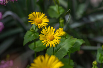 Doronicum orientale leopards bane bright yellow spring flowers in bloom, ornamental garden flowering plant