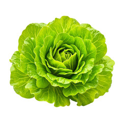Obraz premium Vibrant green lettuce leaves in a perfect rosette formation isolated on a white background Freshness and health concept