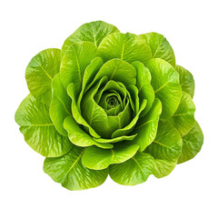 Obraz premium Vibrant green lettuce leaves in a perfect rosette formation isolated on a white background Freshness and health concept