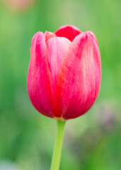 Colorful tulip flowers in the garden park