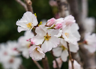 Cherry blossom flower in the park