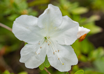 Colorful flowers in the park garden
