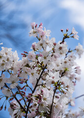 Cherry blossom flower in the park
