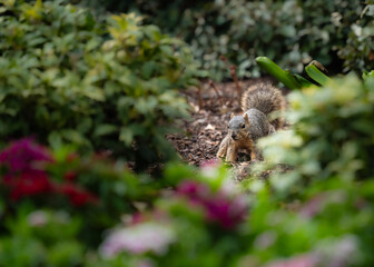 Colorful flowers in the park garden