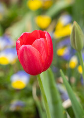 Fototapeta premium Colorful tulip flowers in the garden park