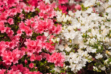 Colorful flowers in the park garden