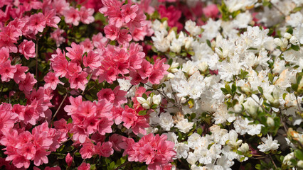 Colorful flowers in the park garden