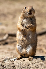 Chiens de prairie (Cynomys)