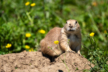 Chiens de prairie (Cynomys)
