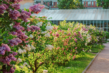 lilac bushes blooming in spring in garden. path in the park along the flowering lilac trees. spring landscape.