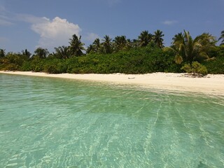 Tytuł: Tranquil Turquoise Waters Lapping a Palm-Fringed Maldives Shore

