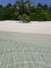 A Pristine Maldives Beach: Where Crystal Waters Meet Tropical Foliage