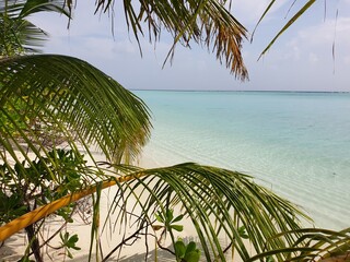 A Glimpse of Paradise: Turquoise Waters Framed by Palm Fronds in the Maldives