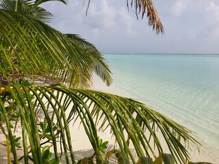  A Tropical Paradise: Azure Waters Framed by Palm Fronds in the Maldives