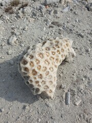 Coral on a Beach: A Natural Treasure

