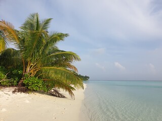 A Tropical Landscape: Palm Trees and Turquoise Waters of the Maldives