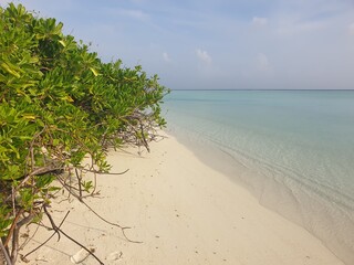 A Tropical Hideaway: Palm Trees and Turquoise Waters of the Maldives