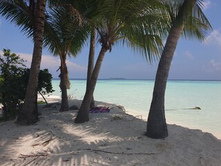 Tropical Palm Trees on a White Sandy Beach, Maldives

