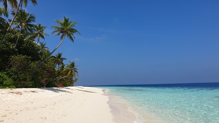 A Tropical Paradise: Turquoise Waters Framed by Palm Trees on a Sandy Beach