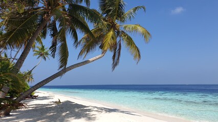 Maldives, tropical, paradise, island, beach, palm trees, coconut trees, ocean, sea, vacation, travel, tourism, exotic, relaxation, summer, nature, turquoise water, azure water, clear water, scenic, tr