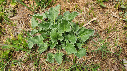 The Squirting Cucumber (Ecballium elaterium), although an invasive agricultural weed that requires management, is a spring plant admired for its beautiful flowers and eye-catching fruits.