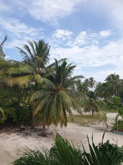 Tropical Maldives Landscape with Coconut Palms and Blue Sky