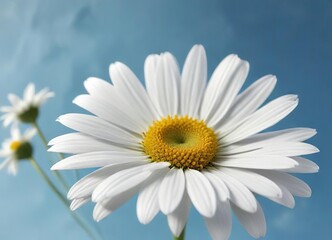 Fototapeta premium Elegant white daisy on sky blue canvas backdrop, nature, sky blue, daisy