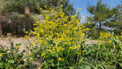 Bastard cabbage (Rapistrum rugosum), a weed under agricultural control, adorns field edges with vibrant yellow flowers, showcasing spring's charm despite its invasiveness