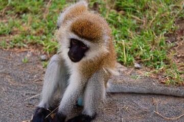 Vervet Monkey