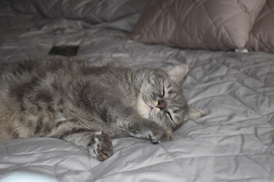 cat sleeping on the bed - Powered by Adobe