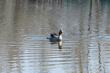 Domestic bird of gray goose swims in river in nature park. Greylag geese is species of large in the waterfowl family anatidae. Life of poultry is duck family in outdoor. Ornithology.