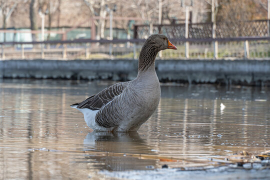Domestic bird of gray goose swims in river in nature park. Greylag geese is species of large in the waterfowl family anatidae. Life of poultry is duck family in outdoor. Ornithology. - Powered by Adobe