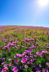 A vibrant meadow carpeted in purple and pink wildflowers, bathed in clear sunlight under a flawless blue sky, background, blue sky, nature