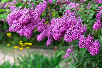 Flowers violet lilac in blooming garden in sunlight in spring time