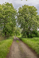 chestnut alley in the Czech Central Highlands
