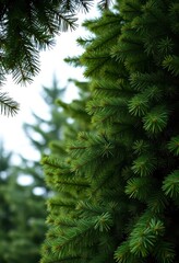 Obraz premium Deep green Christmas tree branches, lush and textured, form a natural backdrop, seasonal, decoration, winter background
