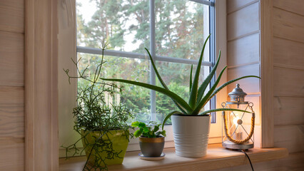 Cozy natural interior with indoor houseplants on wooden windowsill, including aloe vera, cactus, succulents in ceramic pots. Green home decor inspiration for plant lovers, sustainable living visuals © Olga Ionina