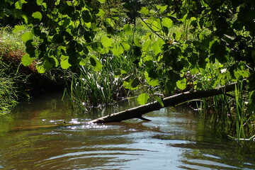 Peaceful stream surrounded by lush greenery, with sunlight reflecting on water and a leaning branch crossing the scene. Ideal for nature, relaxation, and forest ecosystem visuals