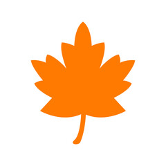 maple leaf on a white background 