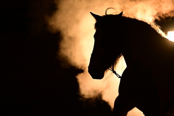 Schönes Pferd mit langer Mähne im Scheinwerferlicht mit Nebel und rauch © Grubärin