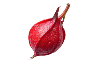 Isolated Red Rose hip