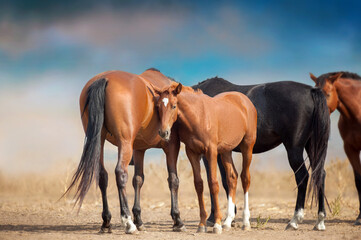 Horse herd free