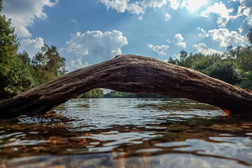 Low-angle view of a river with a curved tree branch arching over the water. Captures peaceful...