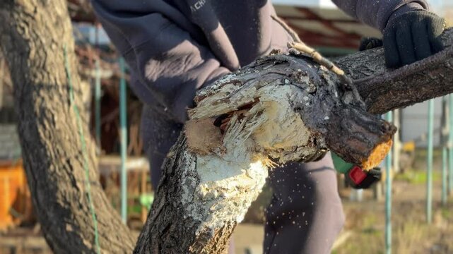 pruning tree branches with an electric saw