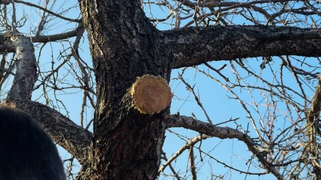 Treatment garden pitch of the wound on the tree, trimming the tree