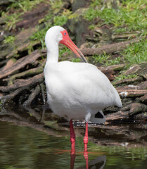 Views of a White Ibis bird in the water