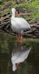 Views of a White Ibis bird in the water