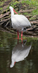 Views of a White Ibis bird in the water