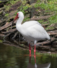 Views of a White Ibis bird in the water