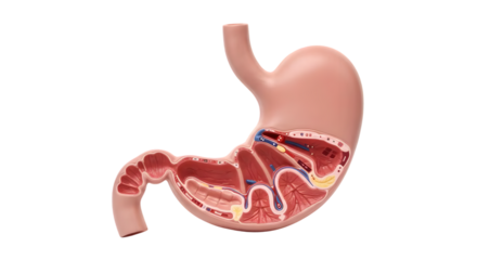 Anatomical Illustration of Human Stomach with Detailed Layers and Blood Vessels for Educational and Medical Purposes